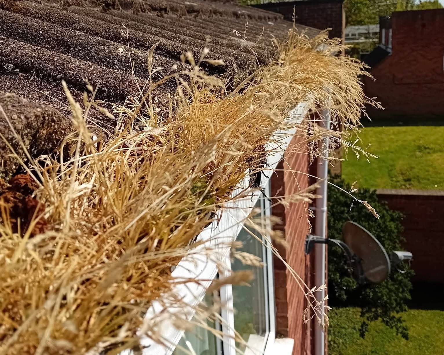 Gutter overflowing with dry grass and weeds sprouting from moss before cleaning